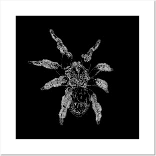 Tarantula Posters and Art